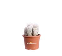 Pianta di Espostoa Nana Cactus Lanoso vero ornamentale da esterno o interno