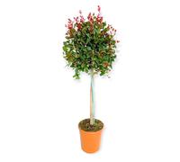 Pianta di EUGENIA ETNA FIRE ornamentale AD ALBERELLO fuoco dell'etna VASO 20 CM