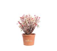 pianta di Euphorbia milii o Spina di Cristo pianta da esterno pianta grassa vera