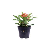 Pianta di Euphorbia Milii o Spina di Cristo Pianta da interno di Euphorbia Milii Pianta da esterno di Spina di Cristo Pianta vera di Euphorbia Milii venduta da eGarden.store (Arancione)