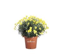 Pianta di Euryops Pectinatus pianta da esterno pianta da fiore pianta sempreverde pianta vera venduta da eGarden.store (Vaso 40 cm)