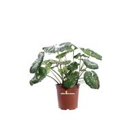 Pianta di Farfugium Japonicum Giganteum pianta da esterno pianta ornamentale Farfugium con fiore giallo pianta vera pianta da giardino pianta a grandi foglie vendute da eGarden.store