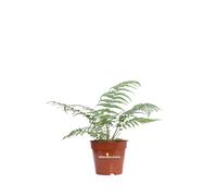 Pianta di Felce Arborea Dicksonia Antarctica vera tropicale da arredo interno