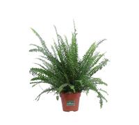 Pianta di Felce di Boston Nephrolepis pianta tropicale vera ornamentale in vaso