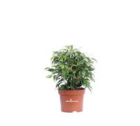 Pianta di Ficus Benjamina Green Kinky pianta ornamentale da interno pianta da arredo interno pianta vera pianta a foglia verde di Ficus Kinky venduta da eGarden.store