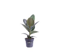 Pianta di Ficus Elastica Robusta Pianta di Fico del Caucciù pianta da interno pianta ornamentale di Ficus Robusta pianta da arredo pianta vera venduta da eGarden.store (Vaso 14 cm)