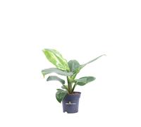 Pianta di Filodendro Philodendron Imperial vera tropicale ornamentale da interno