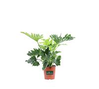 Pianta di Filodendro Philodendron Selloum o Philodendron Bipinnatifidum Shangri La pianta ornamentale da esterno e interno pianta vera venduta da eGarden.store