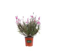 Pianta di Fior di Orchidea Gaura Lindheimeri Rossa vera ornamentale da esterno