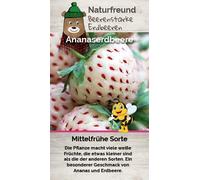 PIANTA DI FRAGOLA BIANCA GUSTO ANANAS SU VASO 9,5 IN CONFEZIONE DA TRE PIANTE