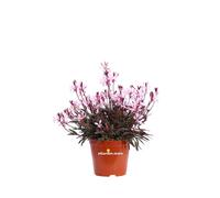 Pianta di Gaura Lindheimeri Nana Fior di Orchidea fiore rosa vera da esterno