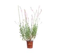 Pianta di Gaura Lindheimeri Short Form vera ornamentale fiore bianco da esterno