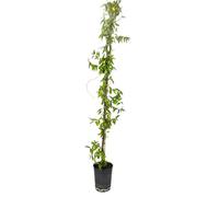 Pianta di GELSENIUM Gelsomino della California FIORE GIALLO PROFUMATO rampicante H130 cm in vaso 18 cm AMDGarden