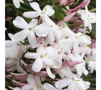 Pianta di GELSOMINO POLIANTA polianthum OFFICINALE Polianta PROFUMATO vaso 18 cm