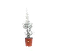 Pianta di Ginepro Fenicio Pianta di Juniperus Phoenicea Albero di Ginepro pianta da esterno pianta conifera Albero vero di Ginepro pianta ornamentale venduta da eGarden.store