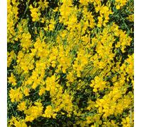 Pianta di GINESTRA ODOROSA GIALLA Spartium Junceum IN VASO 18 CM fiore giallo AM