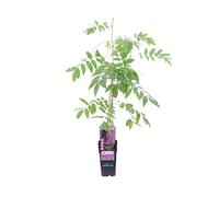 Pianta di Glicine Pianta di Wisteria Brakybotrys pianta da esterno pianta rampicante pianta da fiore ornamentale pianta vera venduta da eGarden.store (Wisteria Floribunda Naga Noda v.15 cm)