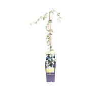 Pianta di Hedera Helix Goldheart Edera rampicante variegata da esterno