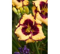 Pianta di Hemerocallis Open My Eyes | piante da giardino | MY PLANTIS | piante perenni | Daylily | pianta a radice nuda