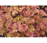 Pianta di Heuchera Marmalade | pianta da giardino | heuchera foglie gille e rosse | pianta in vaso | MY PLANTIS