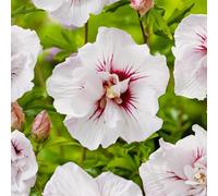 Pianta di ibisco bulbi,piante erbacee perenni, enormi piante da fiore resistenti al freddo che fioriscono tutto l'anno,bulbi di ibisco(resistenti al freddo,non artificiali)-2bulbi