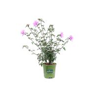 Pianta di Ibisco Cinese Hibiscus Syriacus pianta vera diverse varietà da esterno