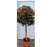 PIANTA DI ILEX NELLY STEVENS IN VASO 1/2 FUSTO CLT 25 (foto reali) AGRIFOGLIO