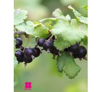Pianta di JOSTABERRY ‘Ribes x Uva Spina’ - vaso 19 cm H. 80 cm