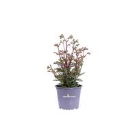 Pianta di Kalanchoe Manginii pianta da esterno pianta grassa pianta succulenta pianta con fiori rosso-arancio pianta vera pianta ornamentale venduta da eGarden.store (Vaso 14 cm)