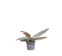 Pianta di Labisia Obtusifolia Kura Kura vera tropicale ornamentale da interno