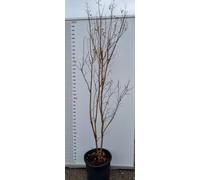 PIANTA DI LAGERSTROEMIA INDICA IN VASO 33 (foto reali) MIRTO CRESPO