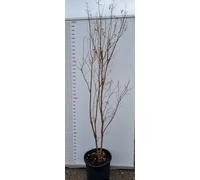 PIANTA DI LAGERSTROEMIA INDICA IN VASO 33 (foto reali) MIRTO CRESPO