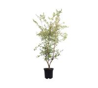 Pianta di Lagerstroemia Indica pianta da esterno pianta da giardino pianta da fiore pianta ornamentale pianta di Lagerstroemia vera venduta da eGarden.store (Acoma v.30 cm)