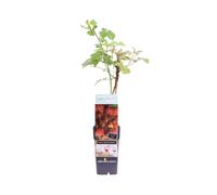 Pianta di Lampone Giapponese Rubus Phoenicolasius vera frutti di bosco in vaso