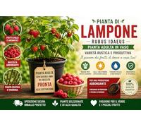 Pianta di Lampone (Rubus idaeus) | Pianta Adulta in Vaso | Varietà Rustica e Produttiva | Ideale per Orto, Giardino e Balcone