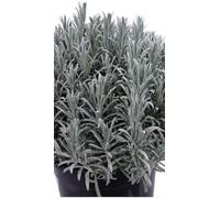 Pianta di Lavanda Angustifolia Vaso 14 - Profumata e Ornamentale