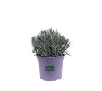 pianta di Lavanda pianta di Lavandula Angustifolia pianta da fiore in vaso pianta di lavanda resistente al freddo pianta vera venduta da eGarden.store (vaso 17 cm)
