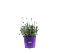 Pianta di Lavandula Dentata Candicans pianta di Lavanda Dentata pianta da esterno pianta da fiore pianta di Lavanda ornamentale pianta vera di Lavanda venduta da eGarden.store