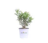 Pianta di Lentisco Pianta di Pistacia Lentiscus pianta da esterno pianta da giardino cespuglio di lentisco pianta ornamentale pianta vera venduta da eGarden.store (Vaso 17 cm)