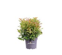 Pianta di Leucothoe Axillaris Zeblid o Curly Red pianta ornamentale variegata da esterno giardino balcone terrazzo arbusto vero venduto da eGarden.store