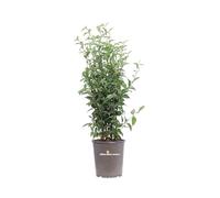 Pianta di Ligustro Giapponese Pianta di Ligustrum Japonicum pianta da esterno cespuglio di Ligustro pianta ornamentale di Ligustro pianta da siepe pianta vera venduta da eGarden.store (Vaso 17 cm)