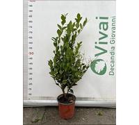 PIANTA DI LIGUSTRO TEXANUM A CESPUGLIO V. 17 CM (foto reale) LIGUSTRUM