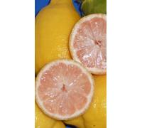 Pianta di Limone a Foglia Variegata con Polpa Rosa in fitocella