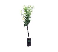 pianta di limone albero di limone in vaso pianta vera di limone da mangiare età 2 anni venduta da eGarden.store (meyer)