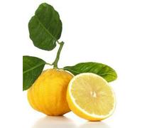 pianta di limone BERGAMOTTO in fitocella età pianta 2 anni Altezza REALE 140 cm