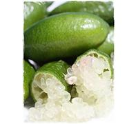 pianta di limone caviale albero nano di limone caviale pianta di limone caviale nano da mangiare pianta vera venduta da eGarden.store (verde)
