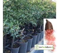 Pianta di Limone Caviale Rosso Finger Lime in vaso