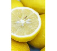 Pianta di Limone Femminello Siracusano 2KR età 2 anni pianta vera di agrumi