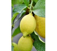Pianta di Limone Limoncello Di Napoli albero agrume vero di Limone da mangiare