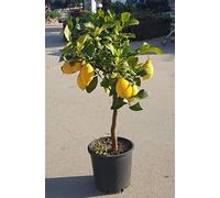 PIANTA DI LIMONE LUNARIO 4 STAGIONI, ALBERO AGRUMI LIMONI DA TERRAZZO H.80/100 CM